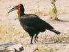 Southern Ground-hornbill (Bucorvus leadbeateri) - Wiki