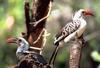 Hornbill (Family: Bucerotidae) - Wiki
