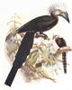 White-crested Hornbill (Tropicranus albocristatus) - Wiki