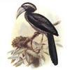 Black Dwarf Hornbill (Tockus hartlaubi) - Wiki