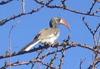 Monteiro's Hornbill (Tockus monteiri) - Wiki