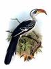 Jackson's Hornbill (Tockus jacksoni) - Wiki