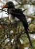 Crowned Hornbill (Tockus alboterminatus) - Wiki