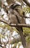 African Grey Hornbill (Tockus nasutus) - Wiki