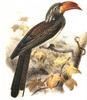 Pale-billed Hornbill (Tockus pallidirostris) - Wiki