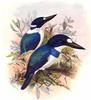 Blue-and-white Kingfisher (Todiramphus diops) - Wiki