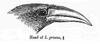 Malabar Grey Hornbill (Ocyceros griseus) - Wiki