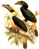 Mindoro Hornbill (Penelopides mindorensis) - Wiki