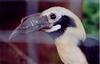 Tarictic Hornbill (Penelopides panini) - Wiki