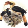 Mindanao Tarictic Hornbill (Penelopides affinis affinis) - Wiki