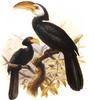 Sulawesi Hornbill (Penelopides exarhatus) - Wiki