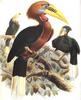 Rufous-necked Hornbill (Aceros nipalensis) - Wiki