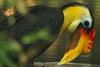 Sunda Wrinkled Hornbill (Aceros corrugatus) - Wiki