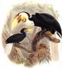 Wreathed Hornbill (Aceros undulatus) - Wiki