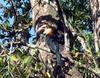 Sumba Hornbill (Rhyticeros everetti) - Wiki