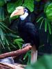 Papuan Hornbill, Blyth's Hornbill (Rhyticeros plicatus) - Wiki