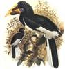 Piping Hornbill (Bycanistes fistulator) - Wiki