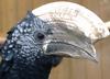 Silvery-cheeked Hornbill (Bycanistes brevis) - Wiki