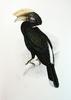 Silvery-cheeked Hornbill (Bycanistes brevis) painting