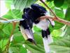 Black-and-white-casqued Hornbill (Bycanistes subcylindricus) - Wiki