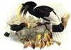 White-thighed Hornbill (Bycanistes albotibialis) - Wiki