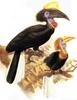 Yellow-casqued Hornbill (Ceratogymna elata) - Wiki