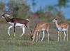Antelope (Family: Bovidae) - Wiki
