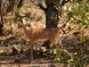 Steenbok (Raphicerus campestris) - Wiki