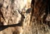 Steenbok (Raphicerus campestris) male