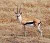 Thomson's Gazelle (Gazella thomsoni) - Wiki
