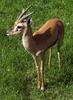 Red-fronted Gazelle (Gazella rufifrons) - Wiki