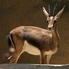 Cuvier's Gazelle (Gazella cuvieri) - Wiki