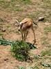 Goitered Gazelle (Gazella subgutturosa) - Wiki