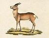Zeren, Mongolian Gazelle (Procapra gutturosa) - Wiki