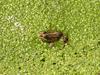 Iberian Water Frog - Rana perezi