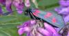 Burnet Moth (Family: Zygaenidae) - Wiki