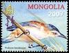 Mongolian Ground-jay (Podoces hendersoni) - Wiki
