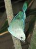 Blue-gray Tanager (Thraupis episcopus) - Wiki
