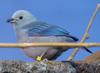 Blue-gray Tanager (Thraupis episcopus) at zoo