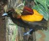 Magnificent Bird of Paradise (Cicinnurus magnificus) - Wiki