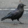 Australian Raven (Corvus coronoides) - Wiki