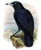 White-billed Crow (Corvus woodfordi) - Wiki