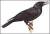 Mariana Crow (Corvus kubaryi) - Wiki