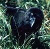 Hawaiian Crow (Corvus hawaiiensis) - Wiki