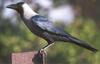 House Crow (Corvus splendens) - Wiki