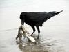 Jungle Crow (Corvus macrorhynchos) - Wiki