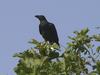 Brown-necked Raven (Corvus ruficollis) - Wiki