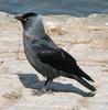 Jackdaw (Corvus monedula) - Wiki