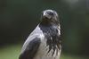 Hooded Crow (Corvus cornix) - Wiki