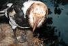 Pied Raven (Corvus corax varius) - Wiki